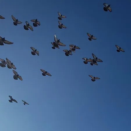 Valentin Haz Гостевой дом Сентендре